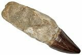 Fossil Rooted Mosasaur (Thalassotitan) Tooth - Morocco #336351-1